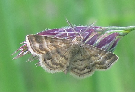 Piccola falena da ID: Emmiltis pygmaearia - Geometridae